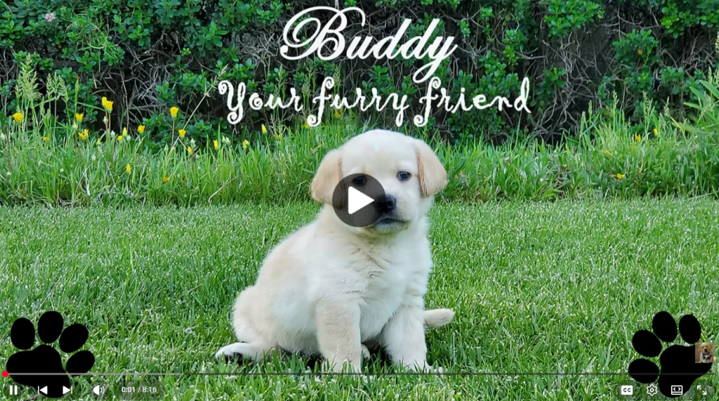 clickvalued.com Brain Training for Dogs using mental exercise games to improve obedience and behavior