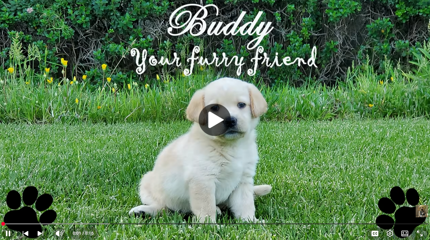 clickvalued.com Brain Training for Dogs using mental exercise games to improve obedience and behavior